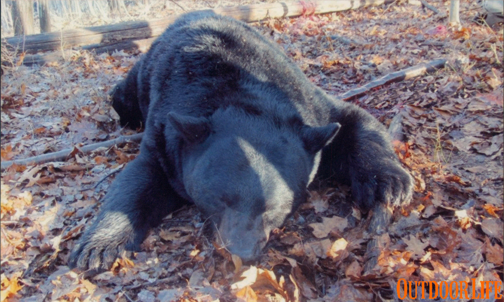 PA record black bear