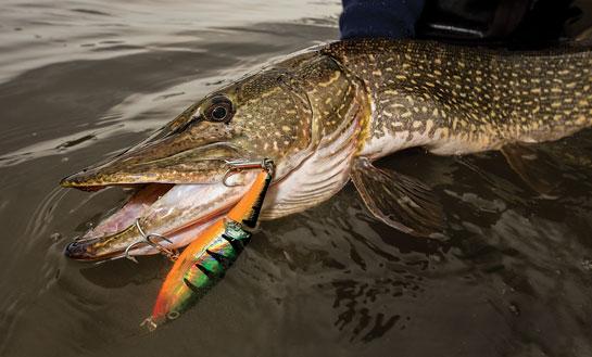 lllᐅ Best bait for (northern) pike ᐅ The ultimate guide【2021