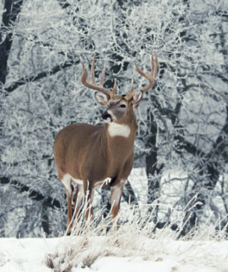 7 Steps For Late-Season Whitetails - North American Whitetail