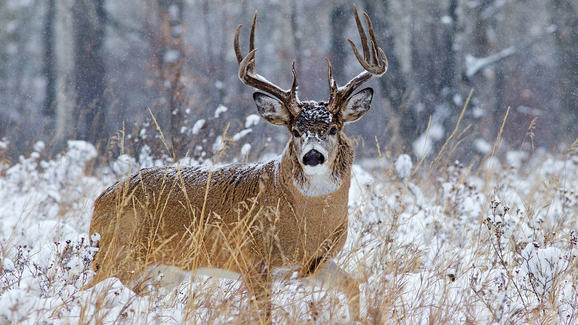 Mid-November buck on the prowl