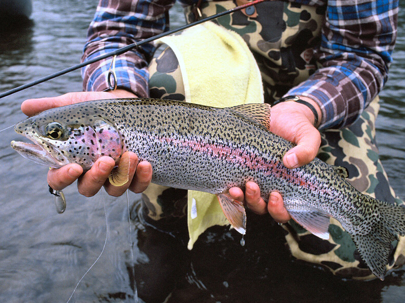 httpswww.outdoorlife.comsitesoutdoorlife.comfilesimport2014importImage2009photo37Yellowstone_National_Park_Wyoming_Trout_0.jpg