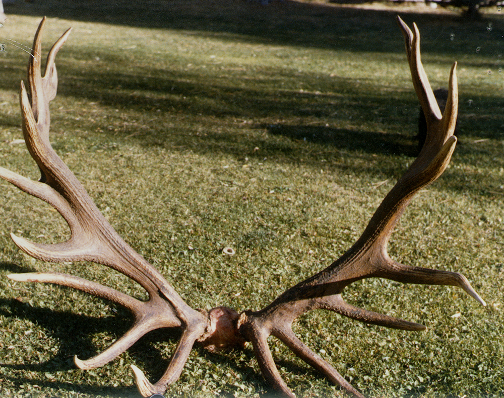 18 nontypical bull elk