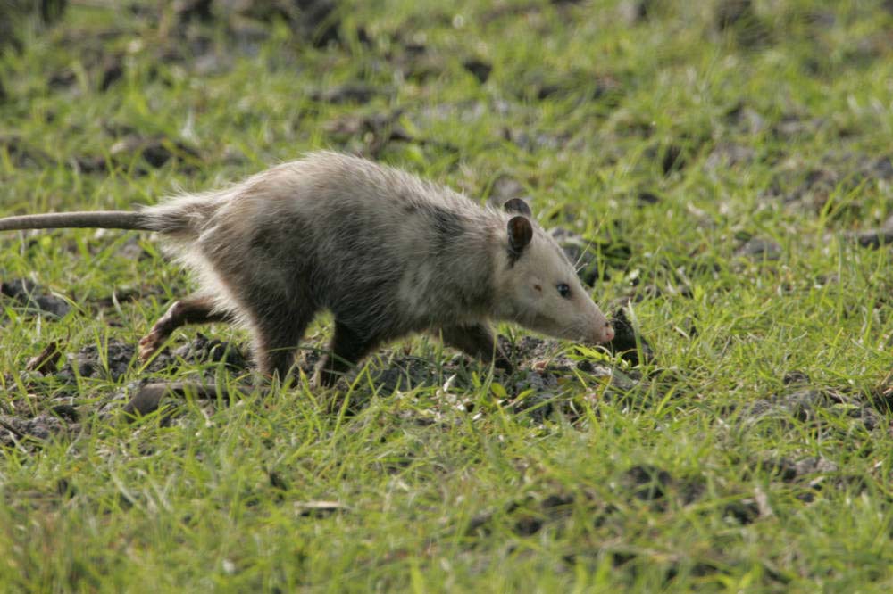 opossum