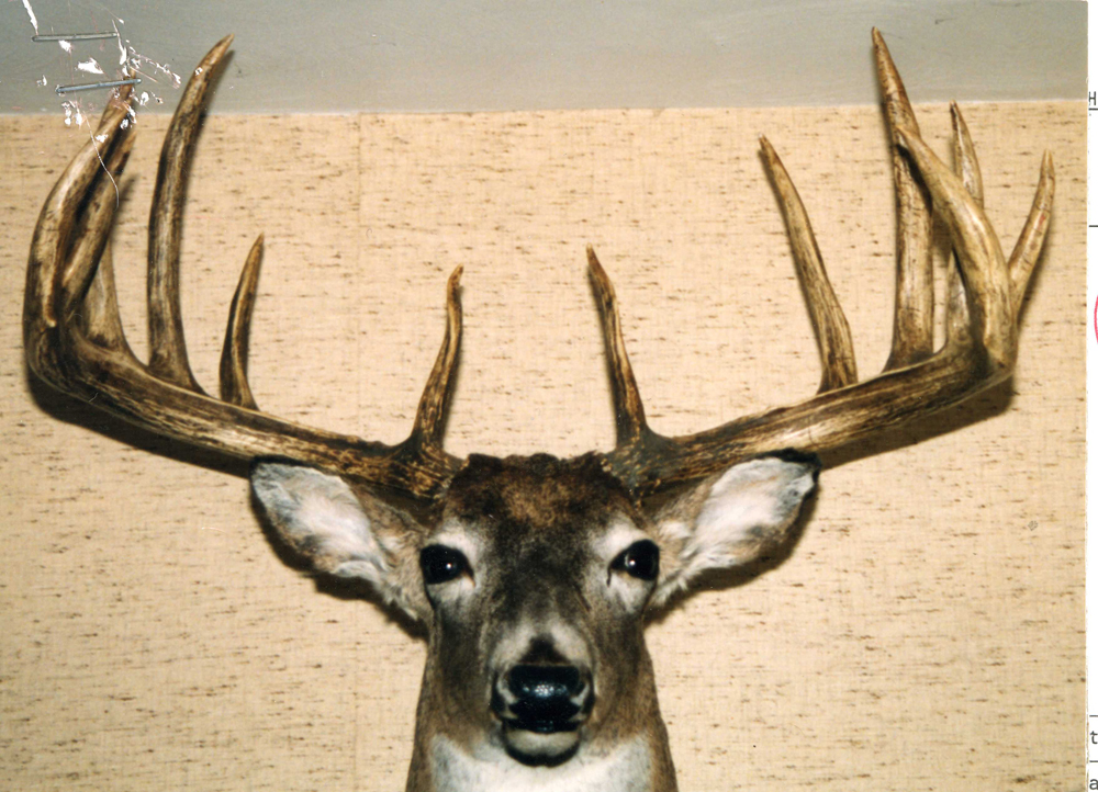 jensen minnesota buck