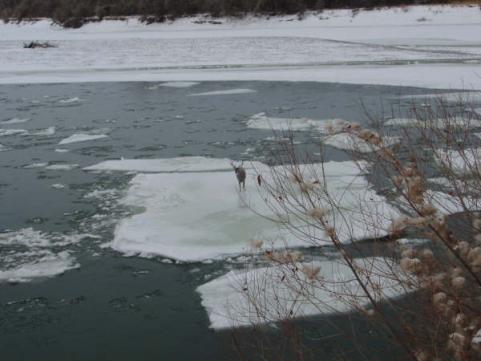 httpswww.outdoorlife.comsitesoutdoorlife.comfilesimport2013images20100923_Ice_Flow_Buck_2_0_0.jpg