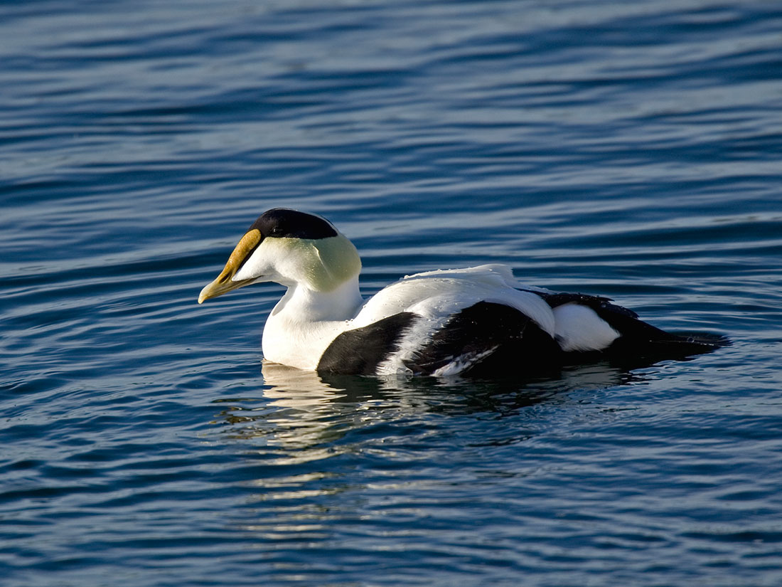 common eider duck, duck species, types of ducks