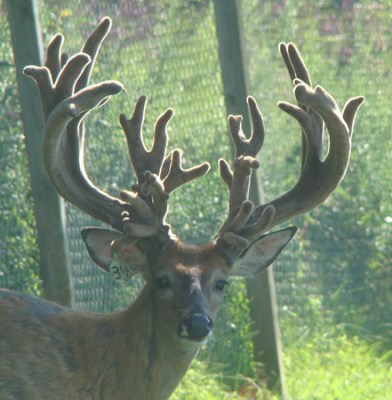 Freak Show Bucks: A Hard Look at Breeding For Antlers