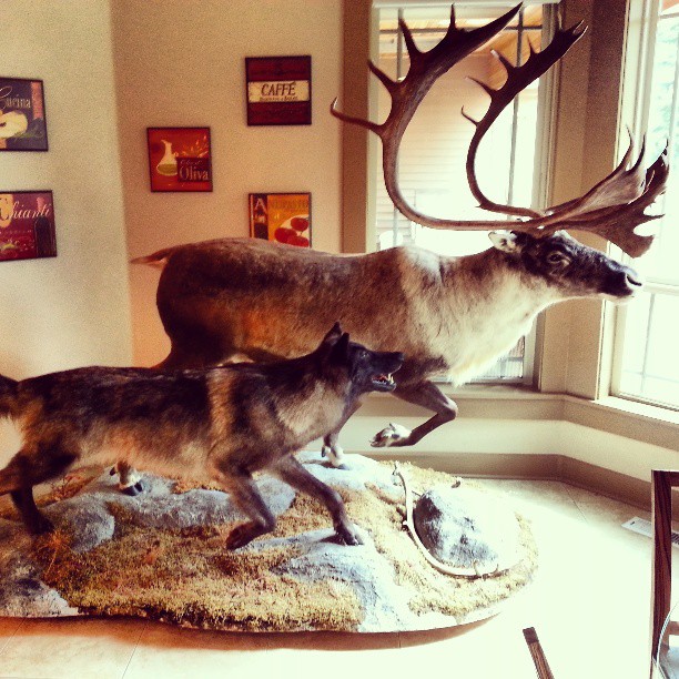 httpswww.outdoorlife.comsitesoutdoorlife.comfilesimport2014importImage2013photo1001321579cooltaxidermy_05.jpg