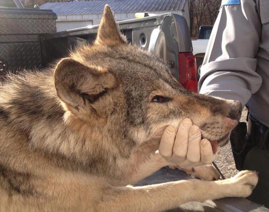 WDFW Orders Lethal Removal in Unnamed Kettle Range Wolf Pack