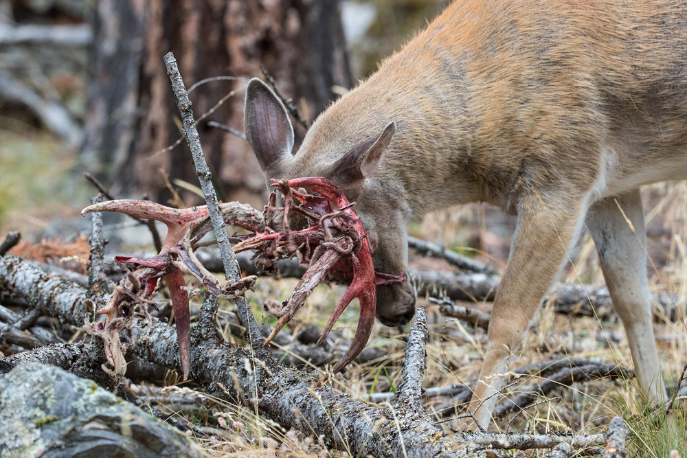 Jones noticed the other deer with his head low to the ground.