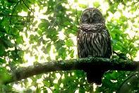 httpswww.outdoorlife.comsitesoutdoorlife.comfilesimport2013images201102barred_owls_0.jpeg