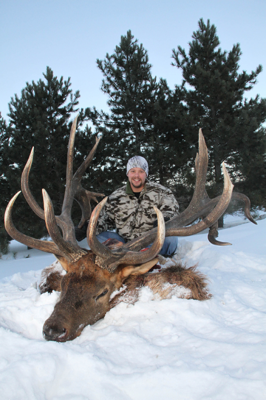 4 nontypical bull elk