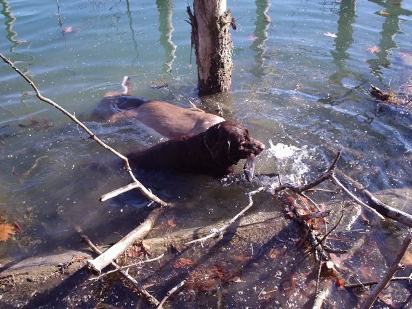 Buck Retrieve