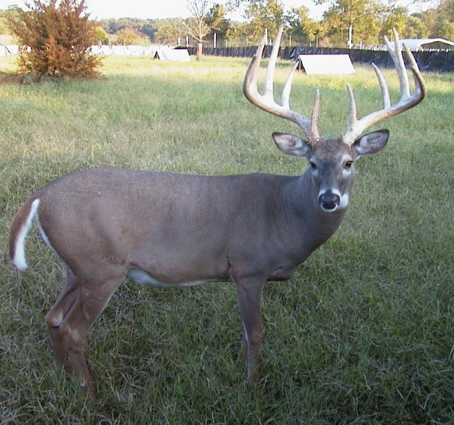 giant high fence buck