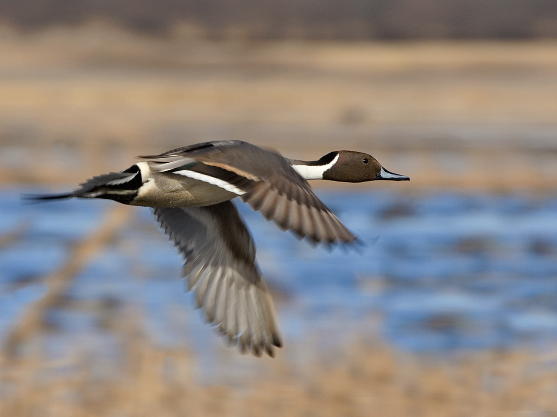 northern pintail duck, duck species, types of ducks