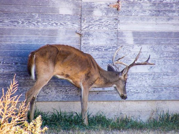 Chronic Wasting Disease 