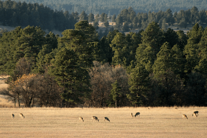 deer-herd