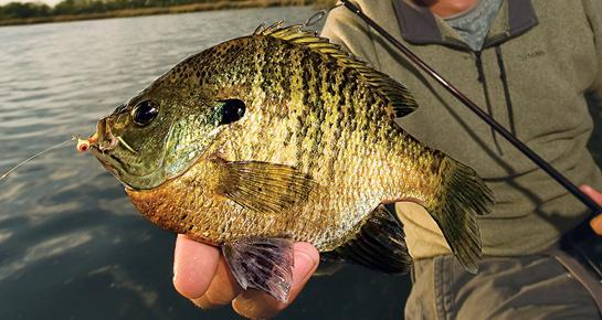 Best Ice Fishing Lures for Panfish of 2024