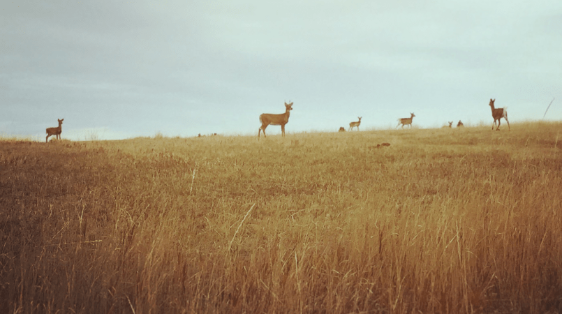 deer herd