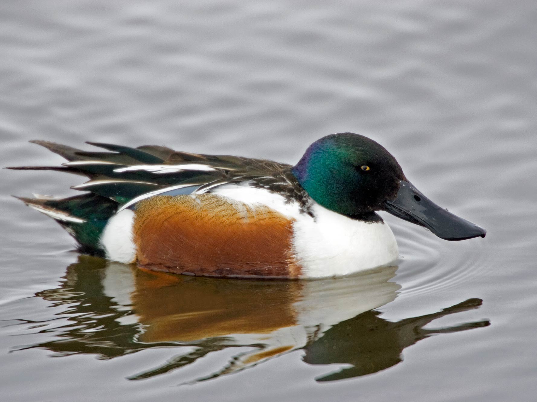 northern shoveler duck, duck species, types of ducks