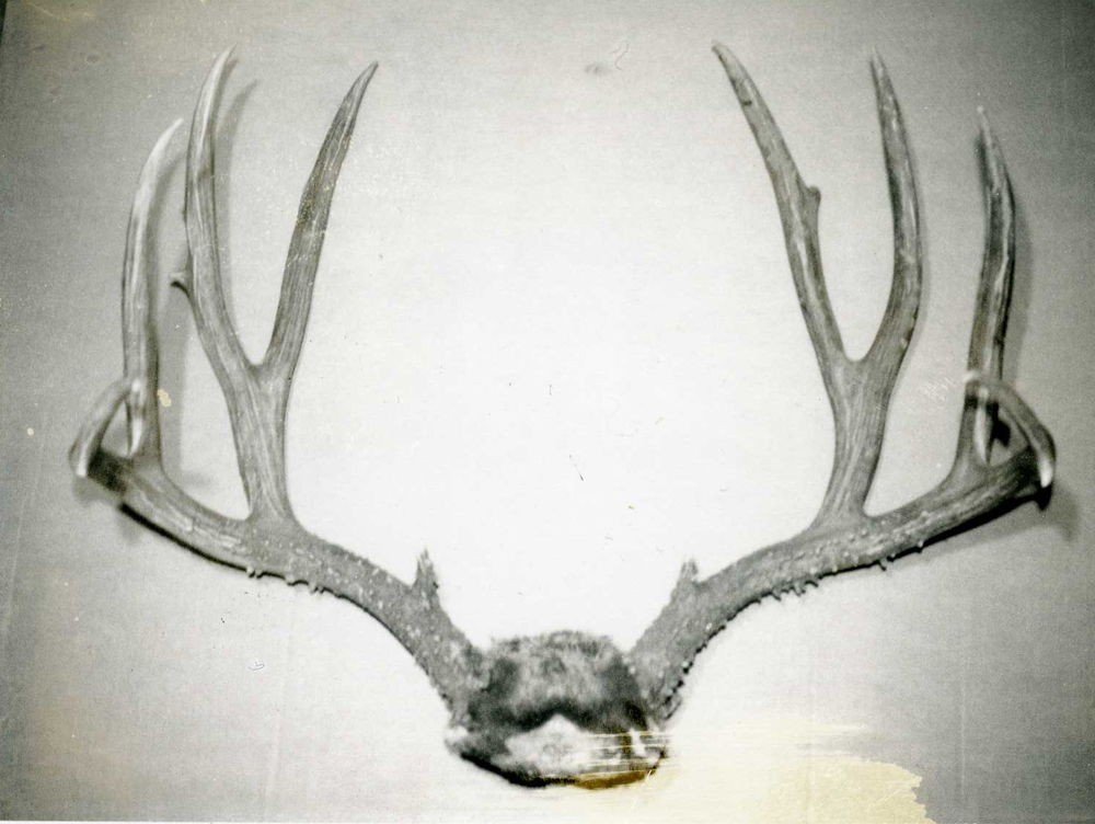 Boone & Crockett Club record mule deer