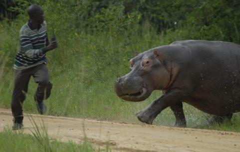 httpswww.outdoorlife.comsitesoutdoorlife.comfilesimport2014importImage2009photo649._Hippo_Chases_Man.jpg