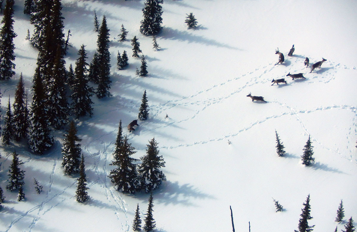 selkirk caribou