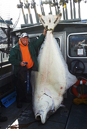 Monster Pacific Halibut Will Not Qualify for IGFA World Record