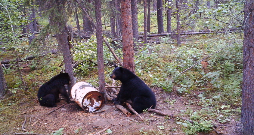 bears at bait barrel