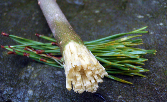 Survival Skills: How to Make a Toothbrush in the Field