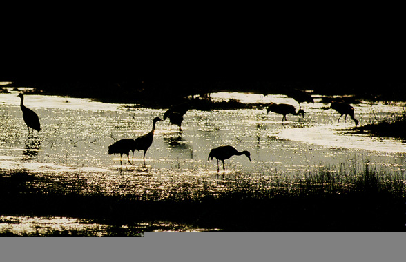 httpswww.outdoorlife.comsitesoutdoorlife.comfilesimport2013images201102Cranes_in_River_0.jpg