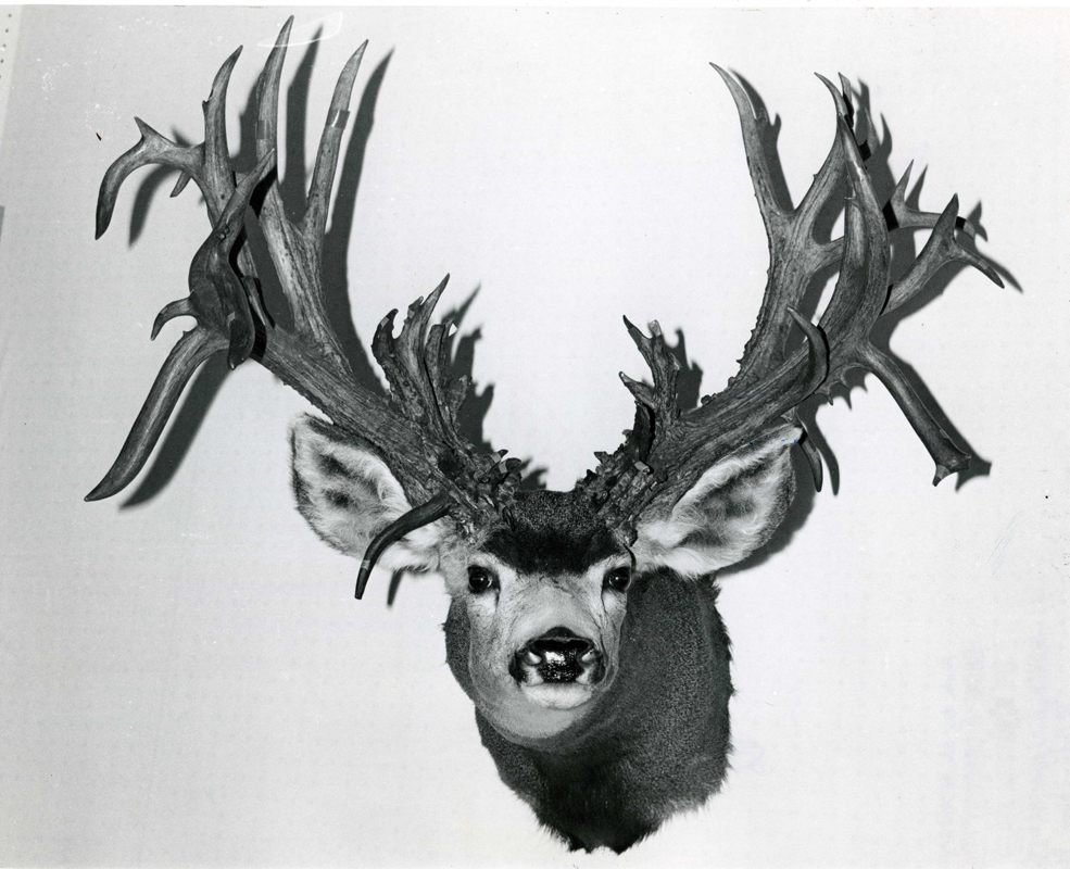 Boone & Crockett Club record mule deer