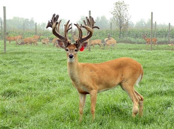 giant high fence buck