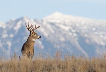 Where to Hunt: Guide to the 8 Best Big-Game Hunts in the West