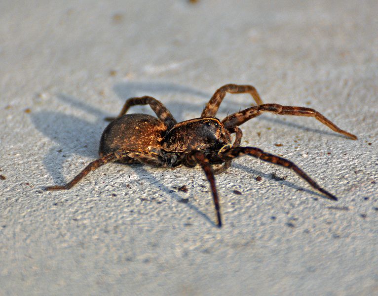 Wolf Spider