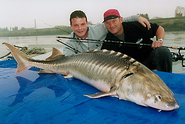 httpswww.outdoorlife.comsitesoutdoorlife.comfilesimport2014importImage2010photo6adriatic_sturgeon_record.jpg