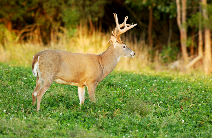 Late-Season Bowhunting Plots: 10 Tips for Planting Small Food Plots Now