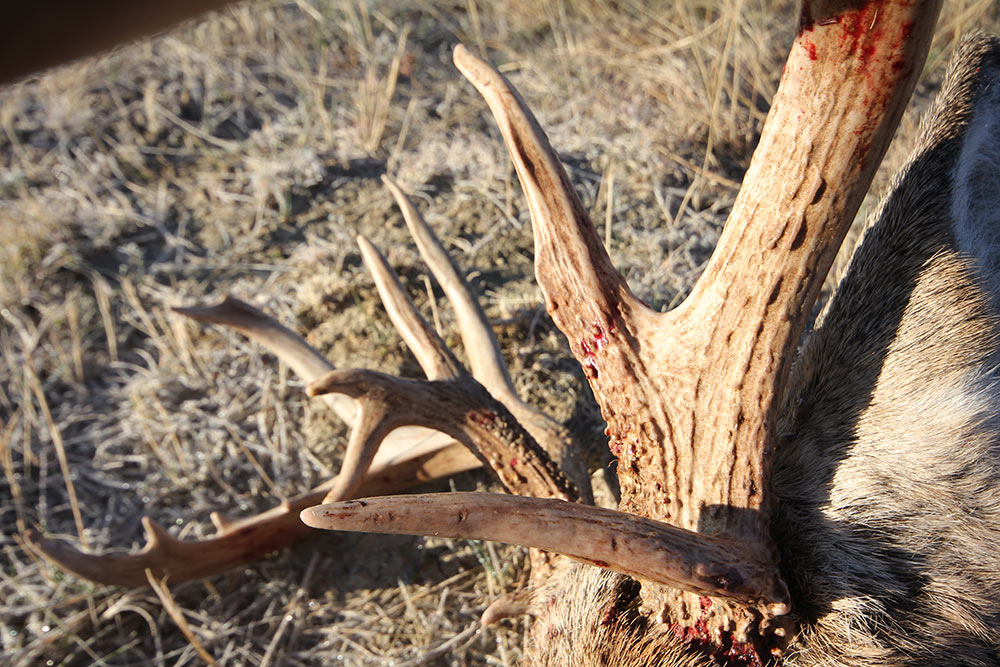 deer antlers older bucks