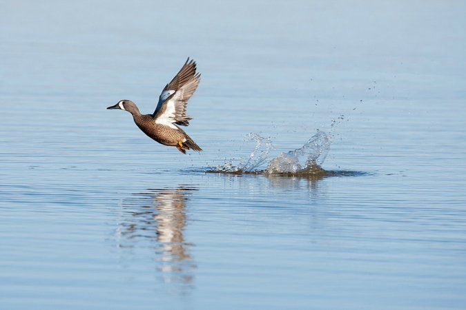 Bluewing Teal Drake Flushes for secluded water