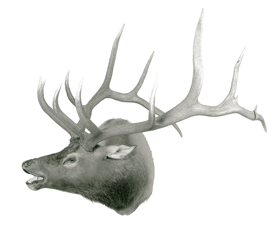 #8 Typical Bull Elk