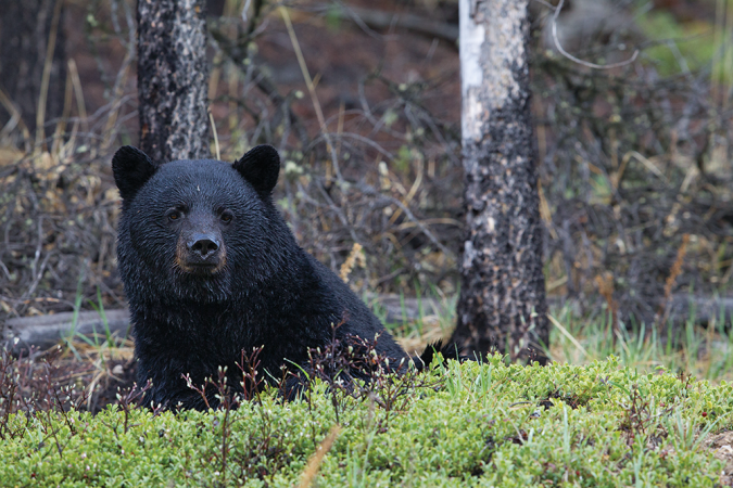 Three Tips for Patterning and Tracking Black Bears