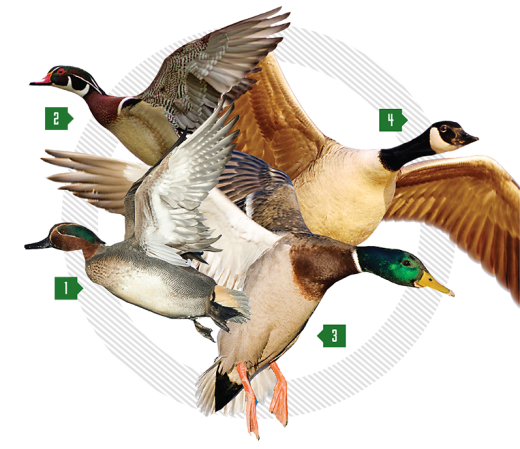 Best Duck Loads: How to Pick the Right Shell for the Right Bird