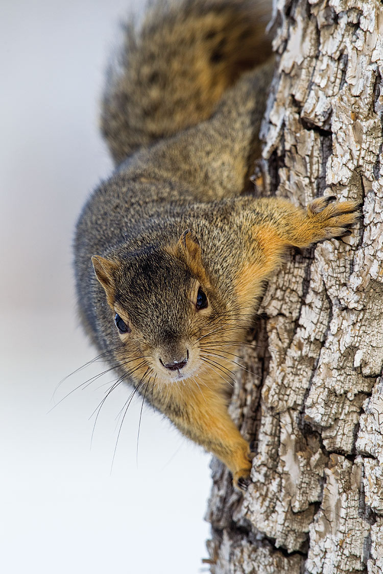 squirrel hunting calls