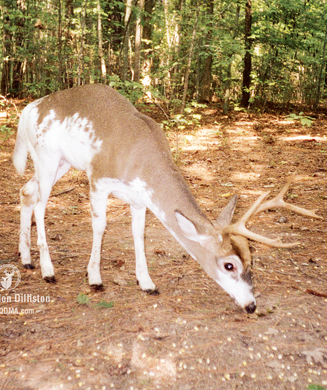 Diseases and Parasites of Maryland Deer