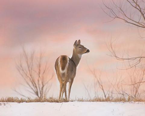 httpswww.outdoorlife.comsitesoutdoorlife.comfilesimport2014importImage2009photo624._sunset_Gretchen_Mueller_Steele_0.jpg