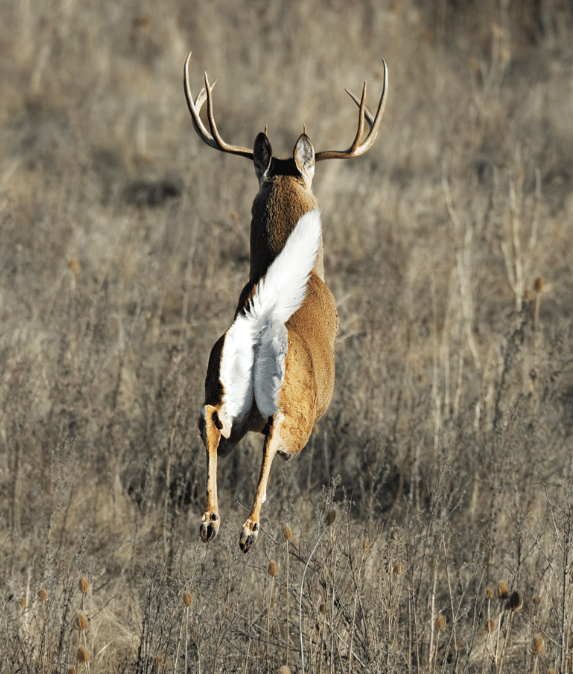 Outdoor Life's No-Excuses Guide To Hunting The Rut