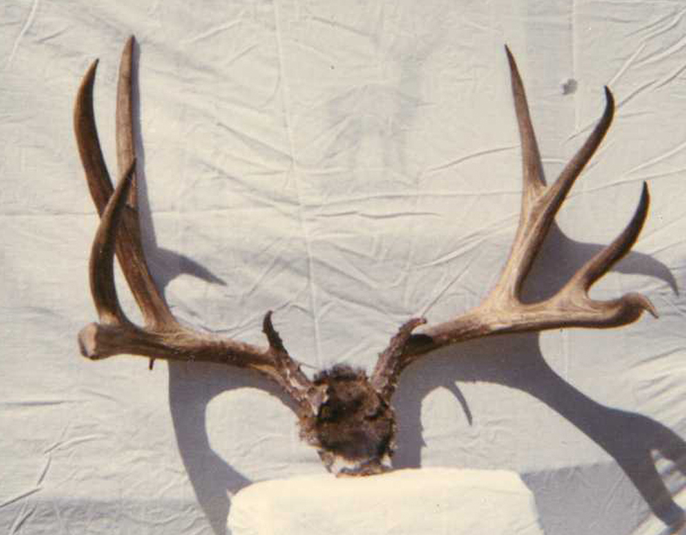 Boone & Crockett Club record mule deer