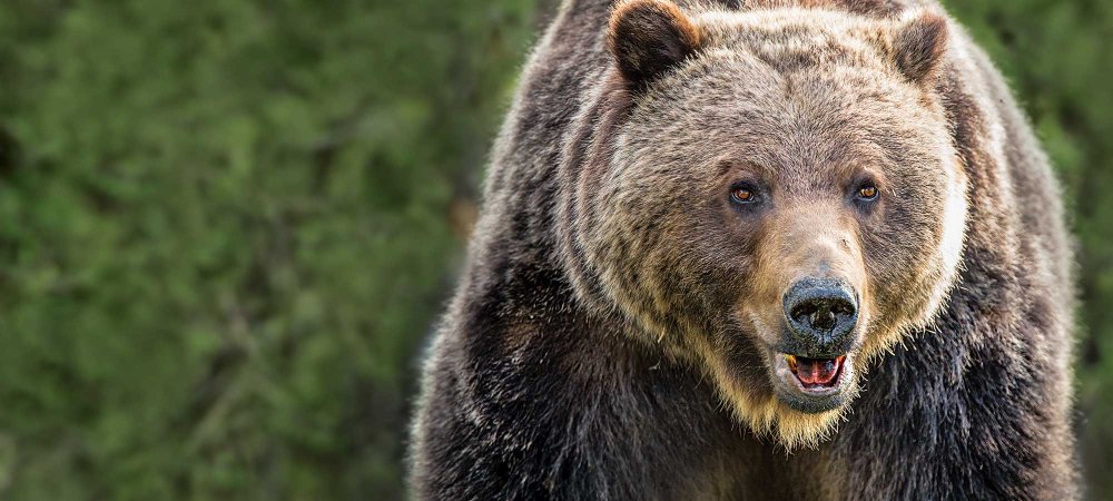 grizzly bear in front of green foliage