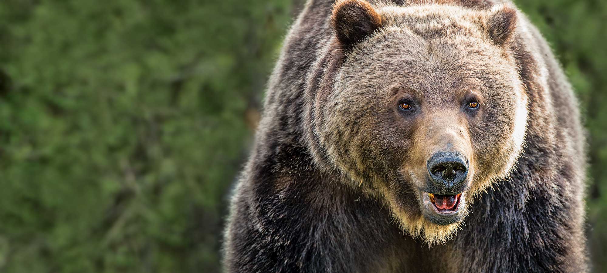 grizzly bear in front of green foliage