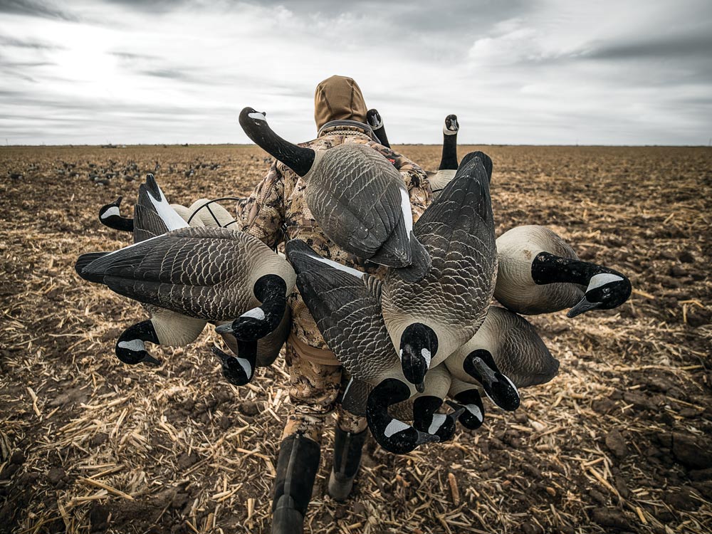 Carrying canada goose decoys